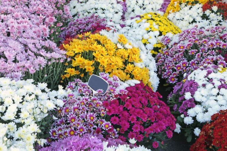 Toussaint vente fleur